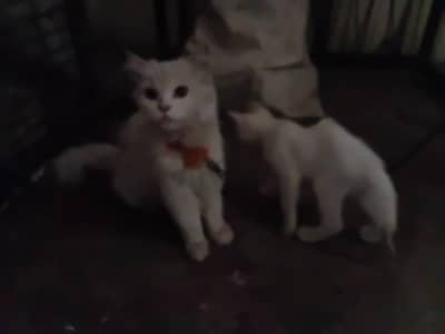 contact 03074611033 urgent sale pershion cat