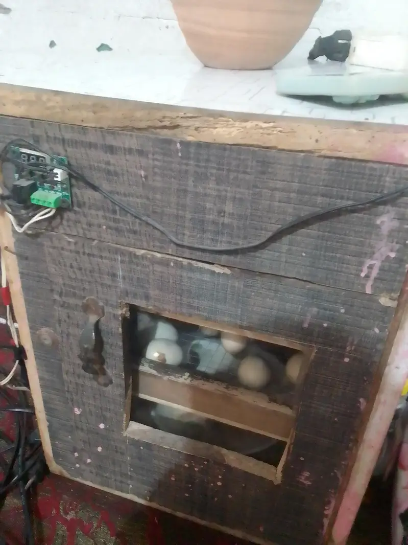 incubator for sale