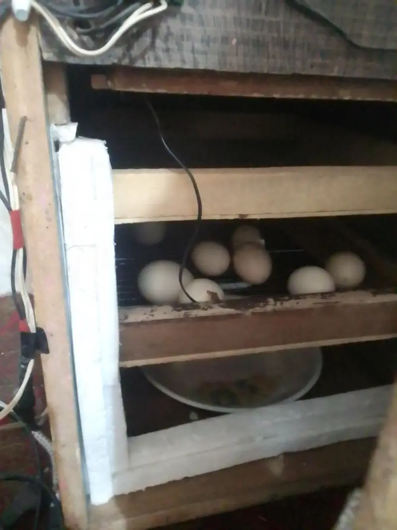 incubator for sale — photo 2