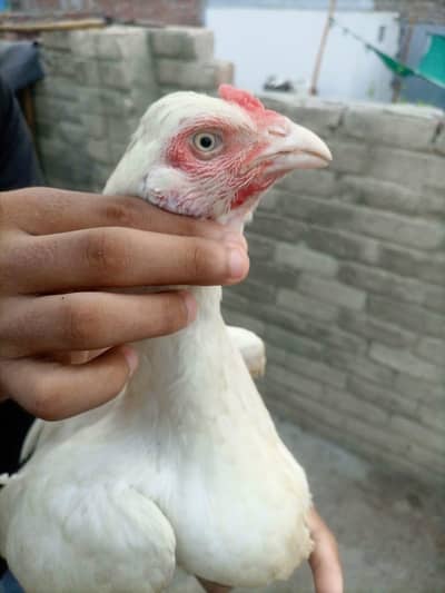 Aseel patha & white heeri madi for sale
