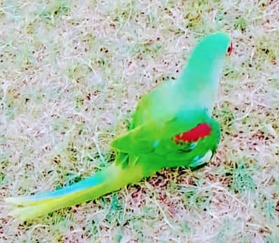 parrot Kashmiri Raa