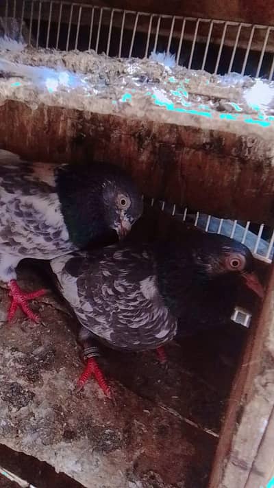 taddy pigeons