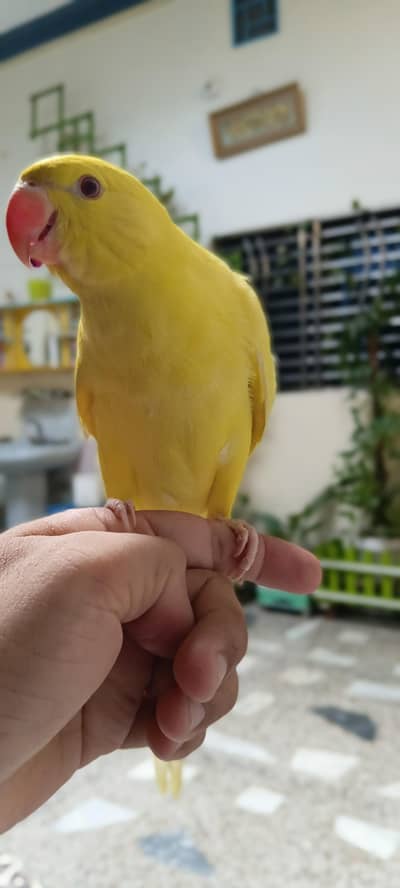 yellow tame healty active