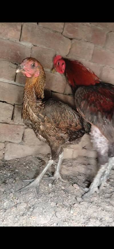 sapren pykoy
