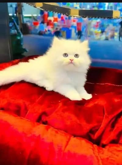 Persian cat for sale 2 month age available