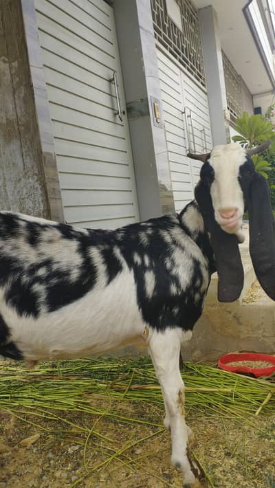 Cream Cocktail Breeder Pair for Sale