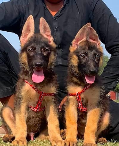 German Shepherd long coat paver for sale available