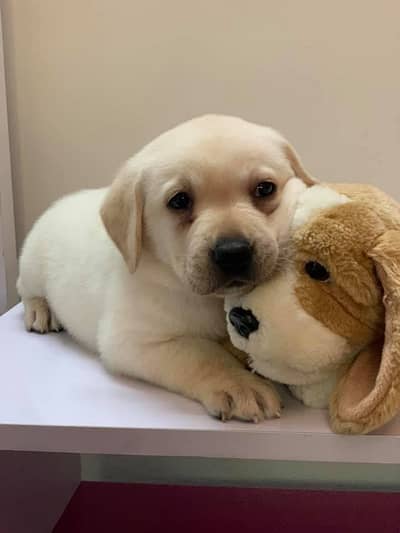 labrador  puppise 03014615555
