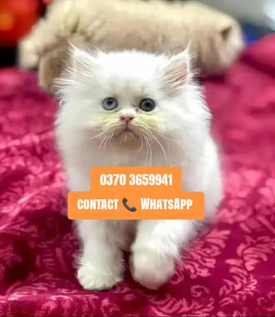 ( Persian Female Kitten ) For sale ( vaccinated )