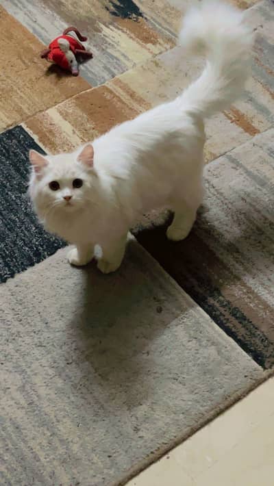 Triple Coat Persian Cat With All Accessories