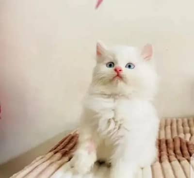 persian kitten for urgent sale