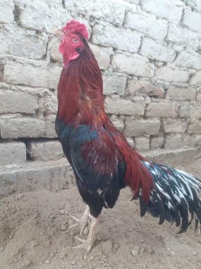 aseel murga for urgent sale