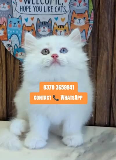 ( Persian Female Kitten ) For sale ( vaccinated )