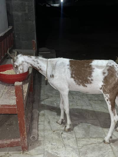 Goat for sell