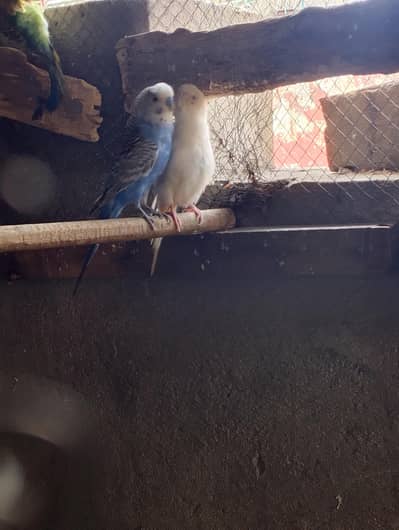 breeder pairs hain
