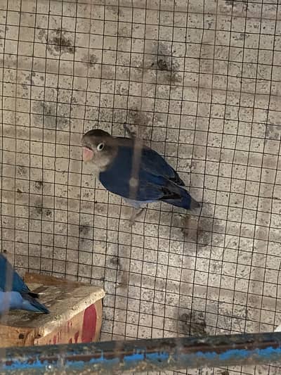 Lovebird