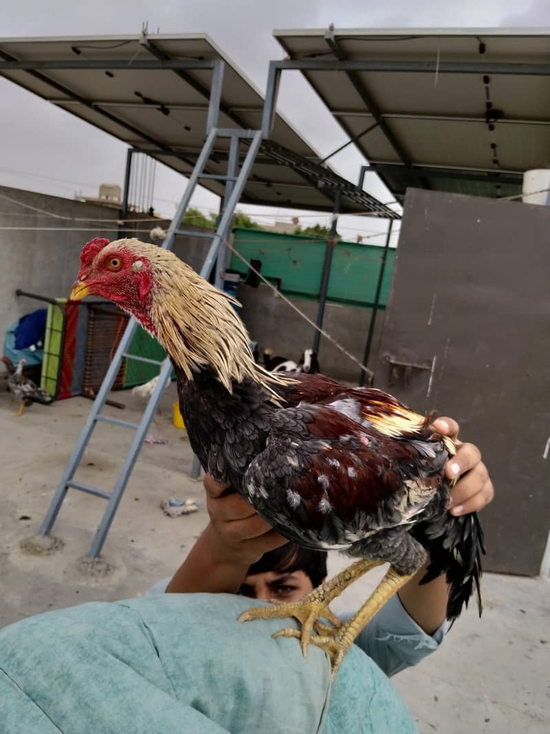 java murgha 1