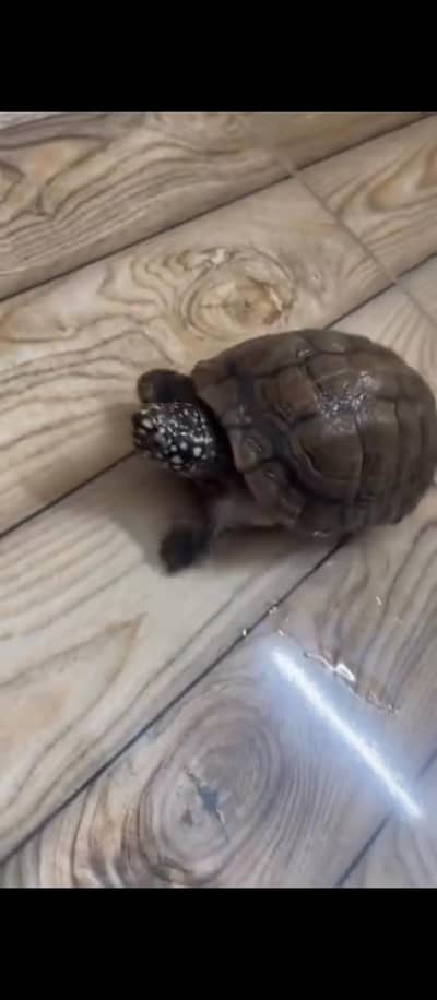 DOTTED TURTLE