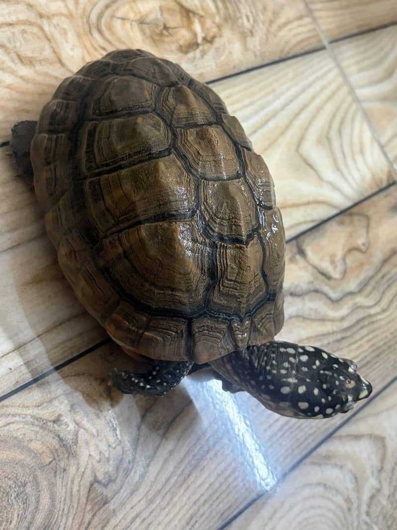 DOTTED TURTLE 1