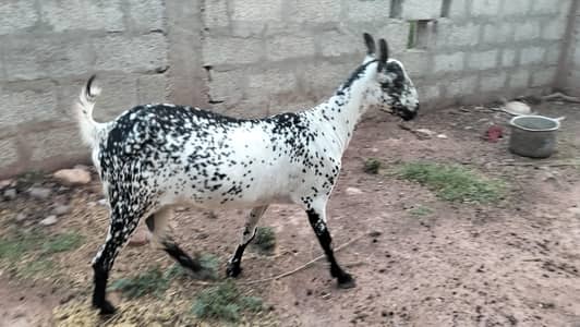 Barbari Tedi Bakri
