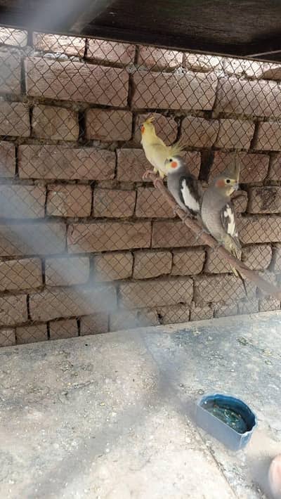 cocktaiel parrots