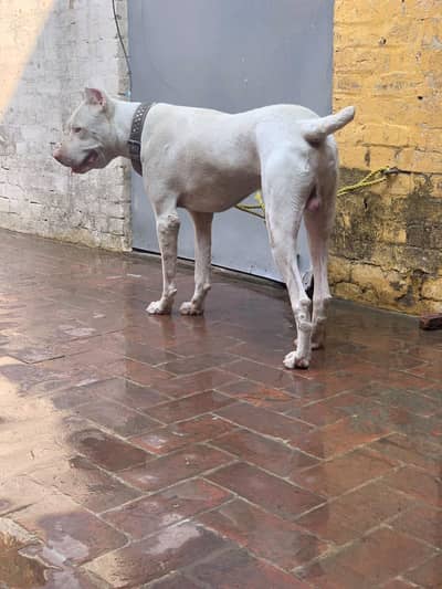 dogo Argentino pink nose dog for sale