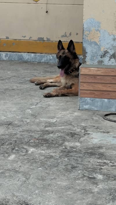 Gsd long coat female on heat
