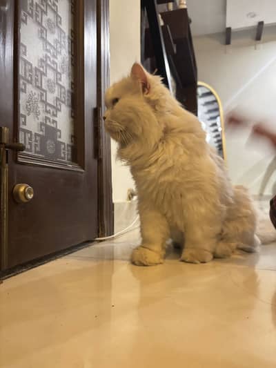 Adult male Persian cat for sale