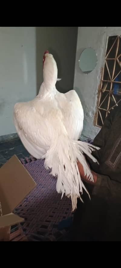 White heera chicks