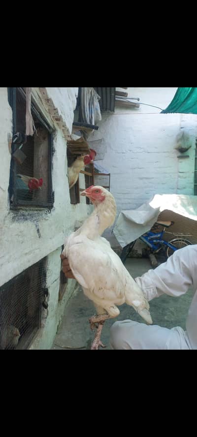 White heera female