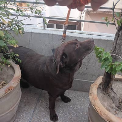 British Labrador Dog
