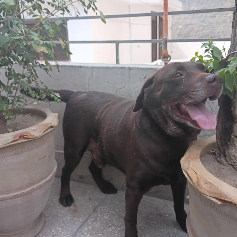 British Labrador Dog — photo 2