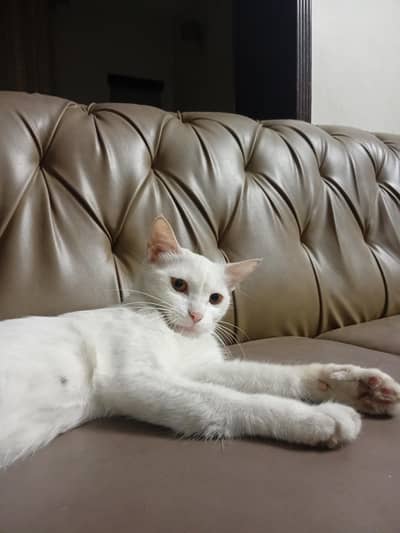 persian cat for sale