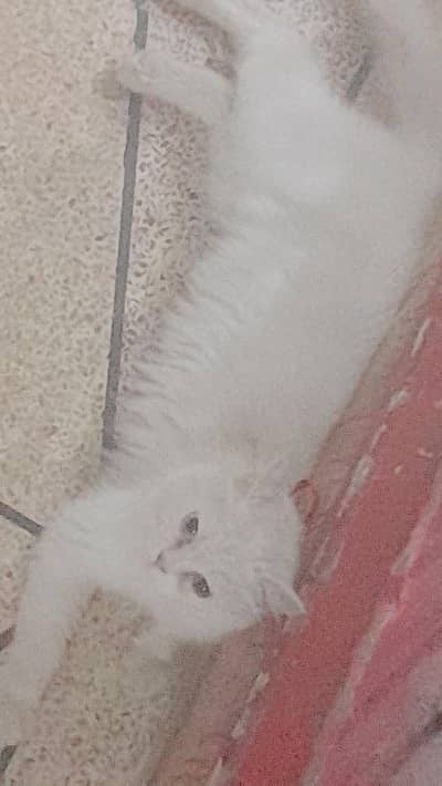 white Persian cat double coat /double eyes full active
