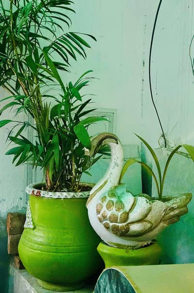 Plants