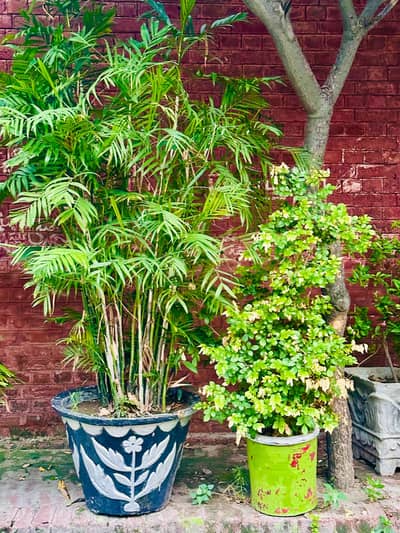 Plants