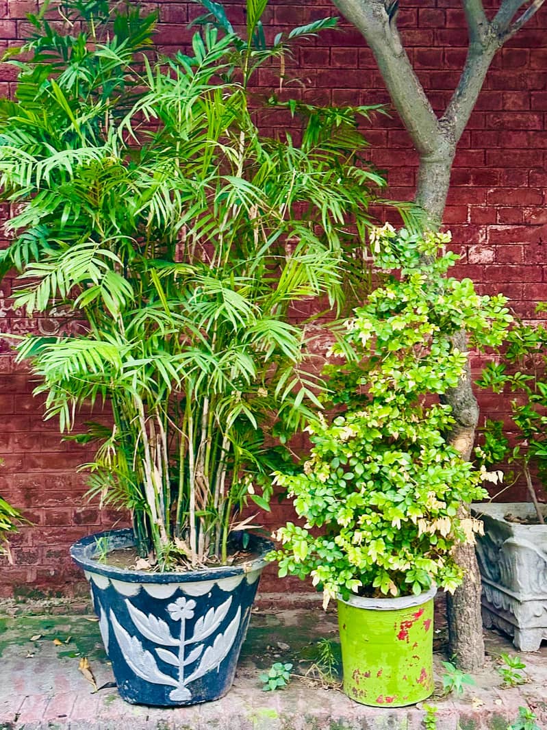 Plants 1
