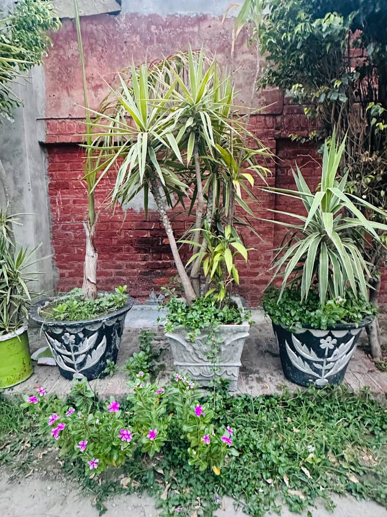 Plants 2