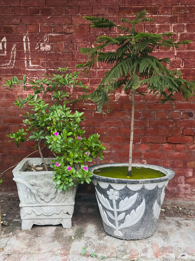 Plants 3