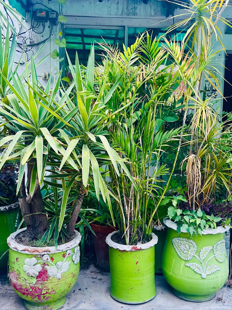 Plants 4