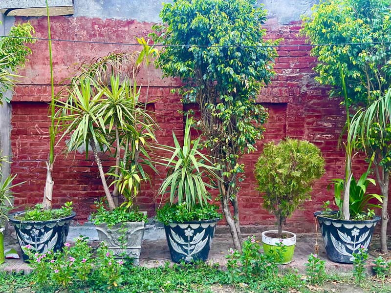 Plants 5
