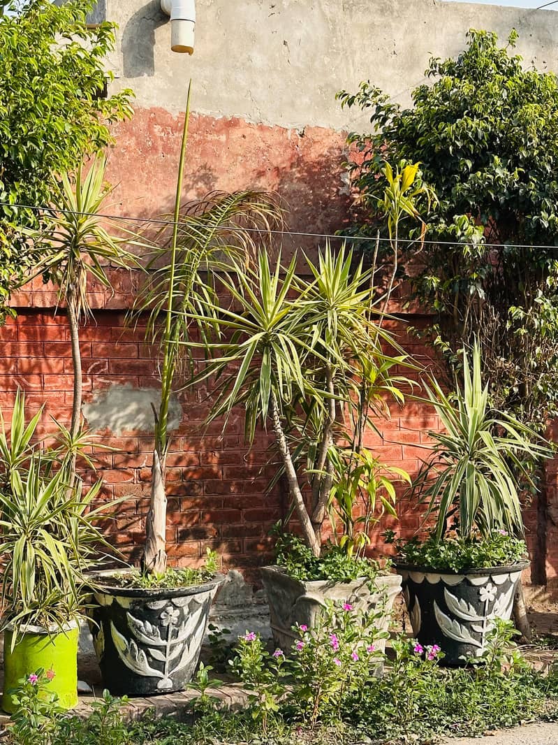 Plants 6
