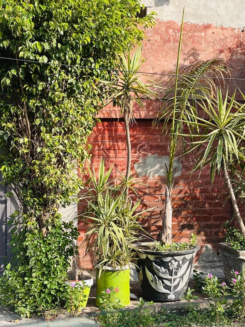 Plants 7