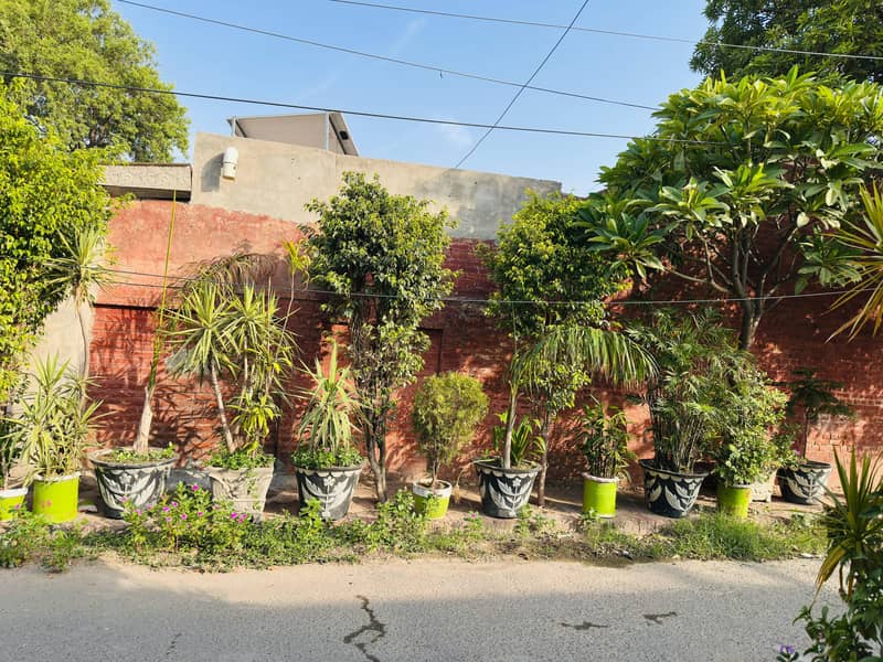 Plants 8
