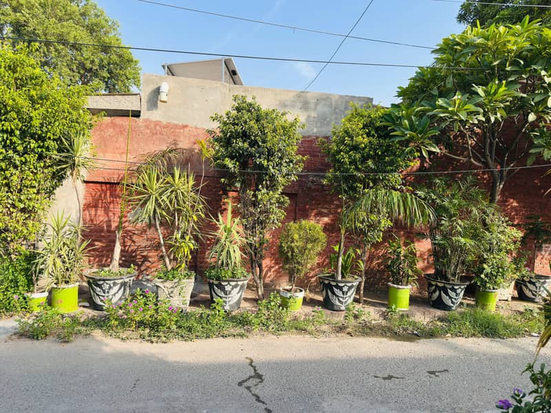 Plants 9
