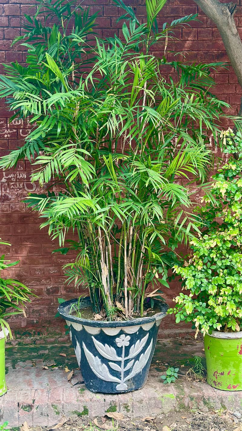 Plants 10