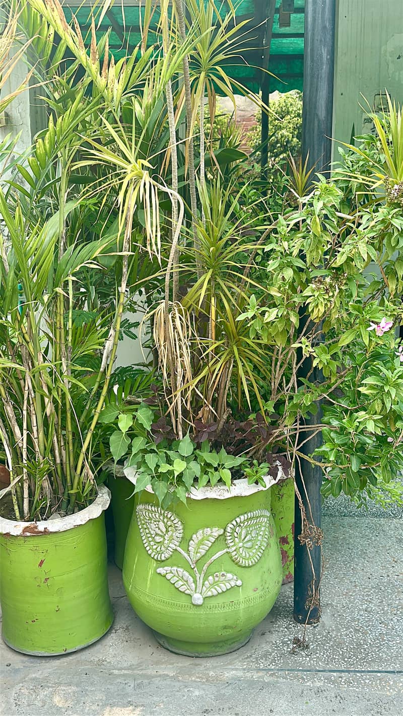 Plants 11