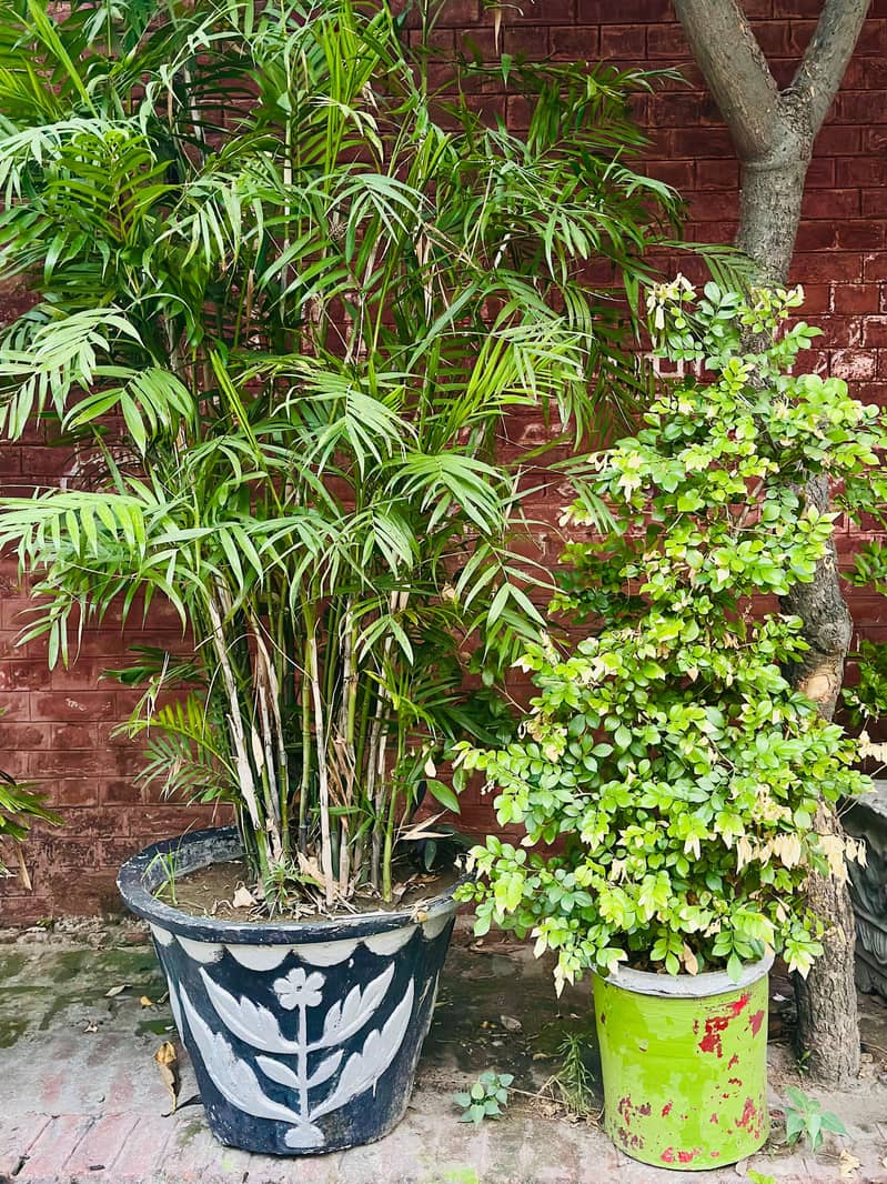 Plants 12