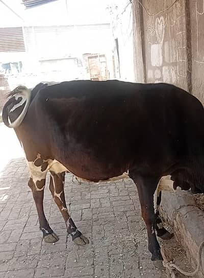 Australian mix breed cow for sale 5.5 month pregnant