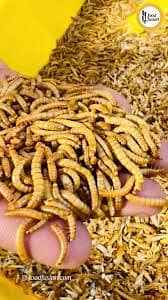 Mealworms